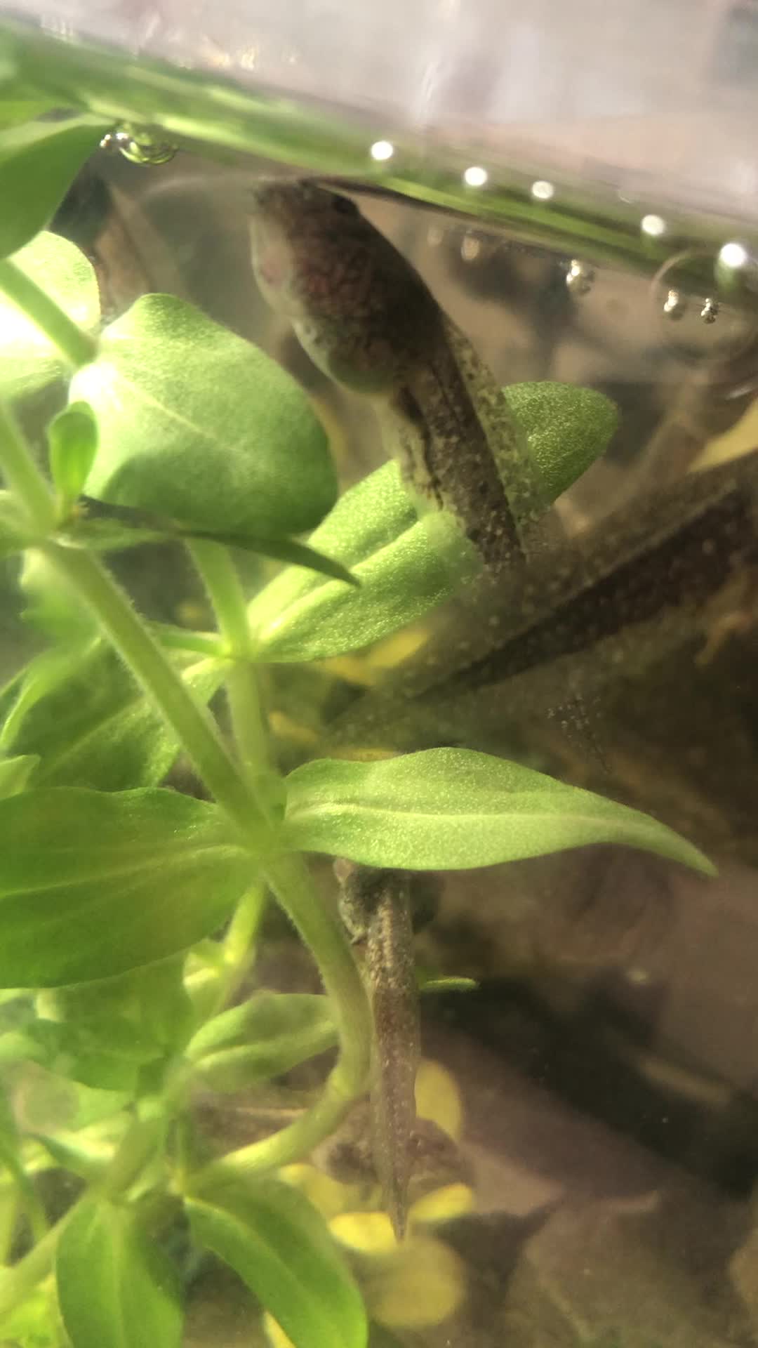 @Life With Tadpoles