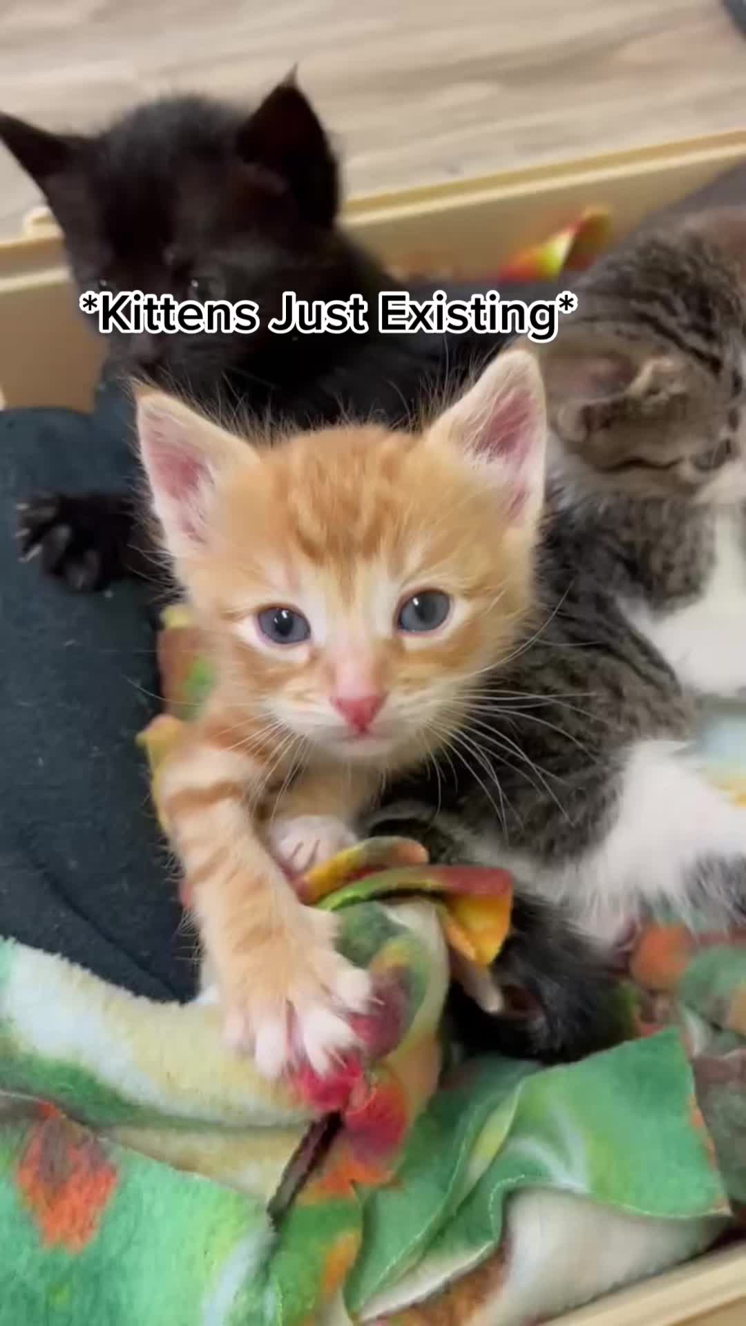 @Ramona Pets