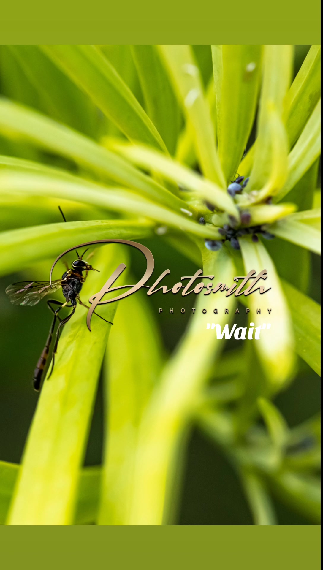 @Photosmith