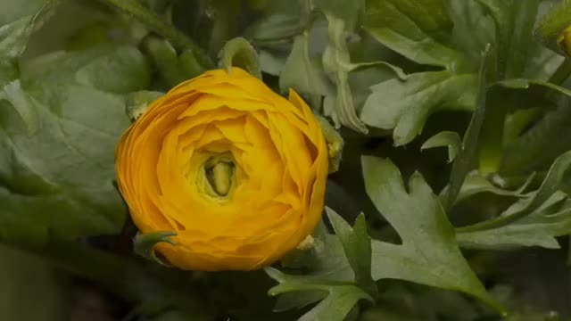 @dilhum10