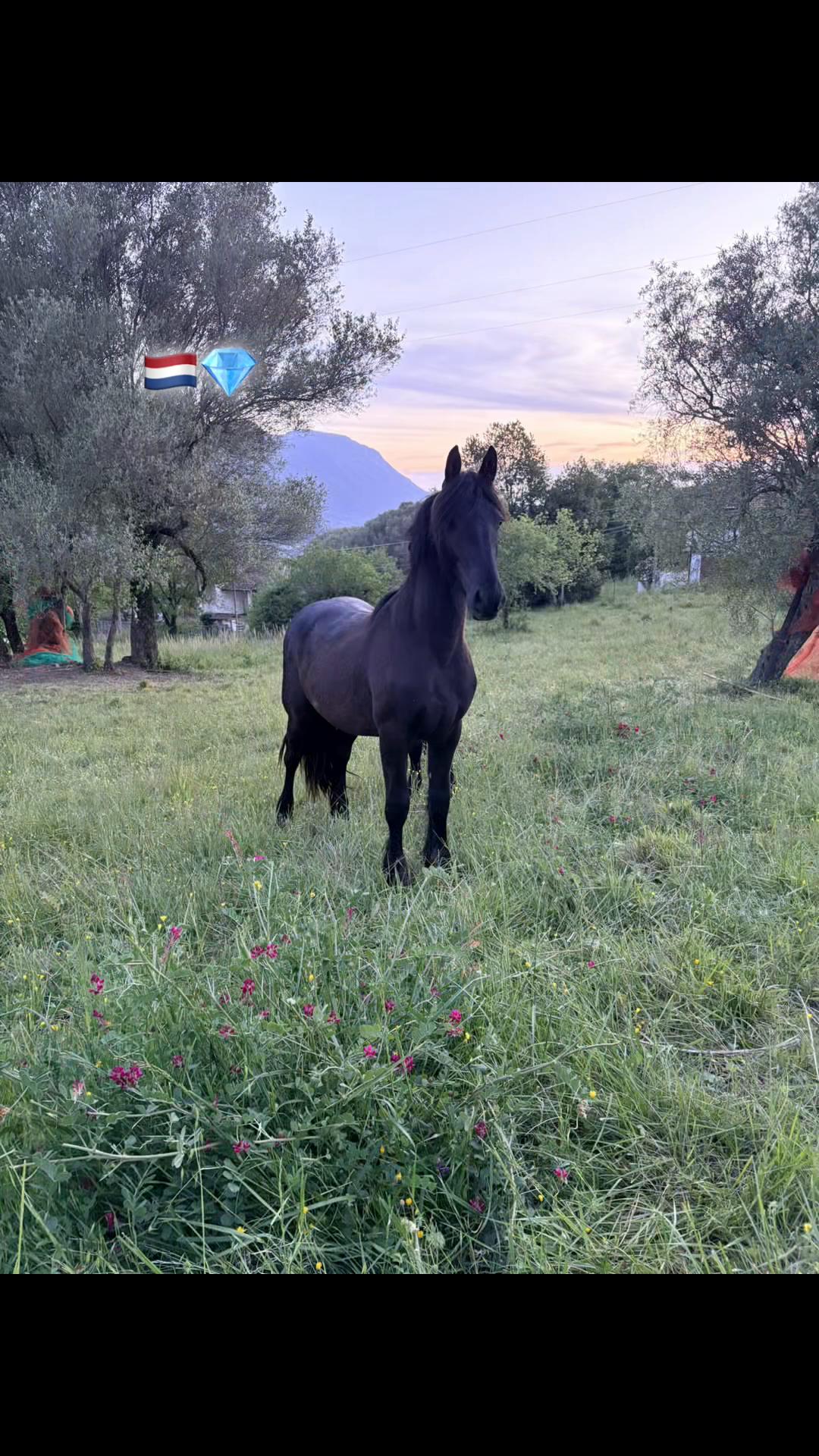 @Francesco Tortorella