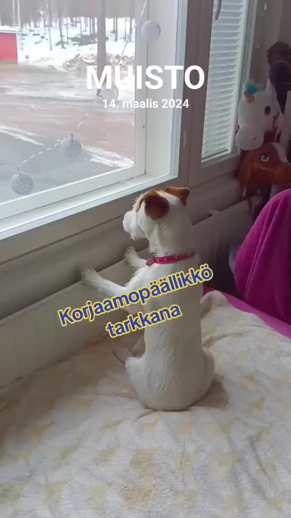@J-P Kauppi