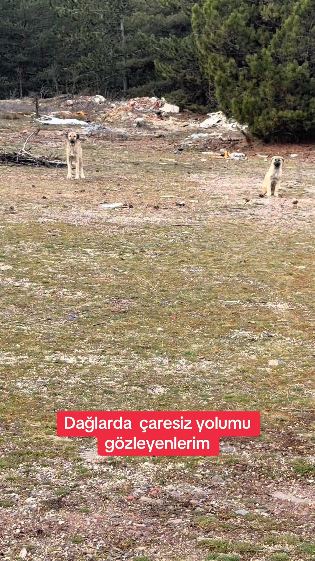 @azaphanecanlari