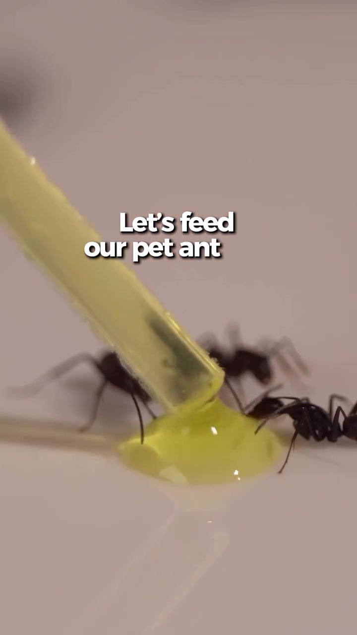 @antshq