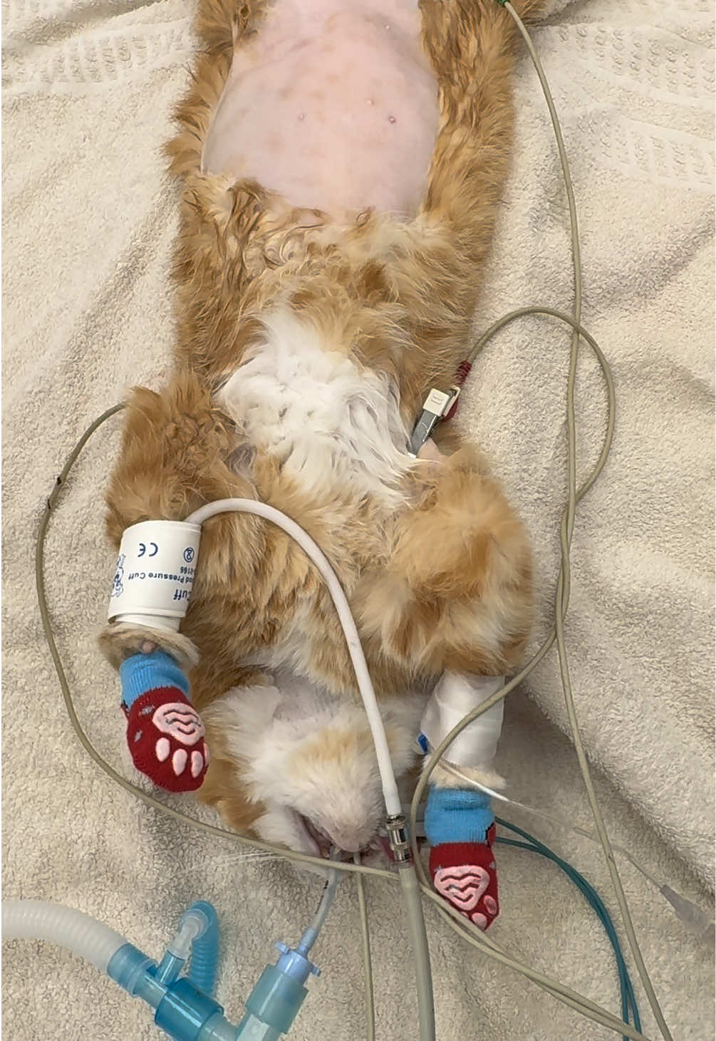 @Tomasthevet