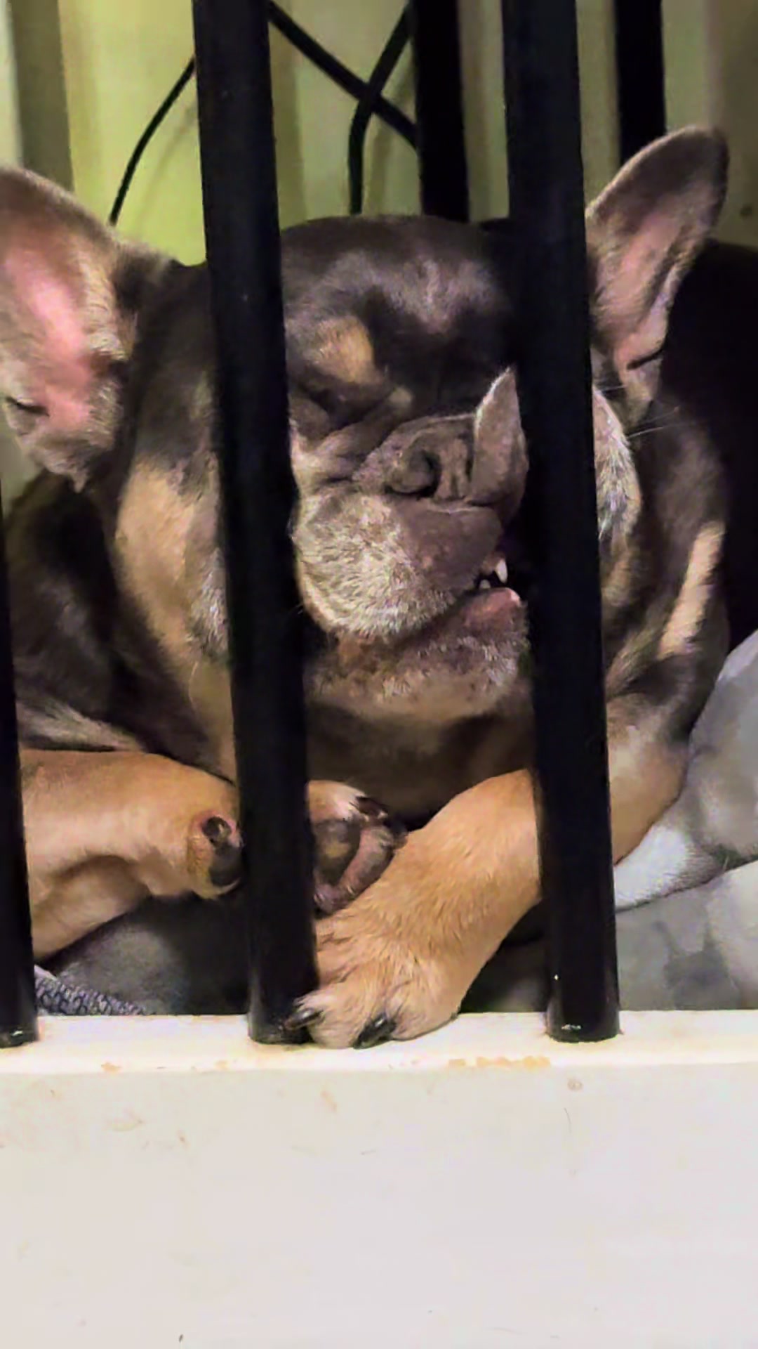 @Dog saver 8