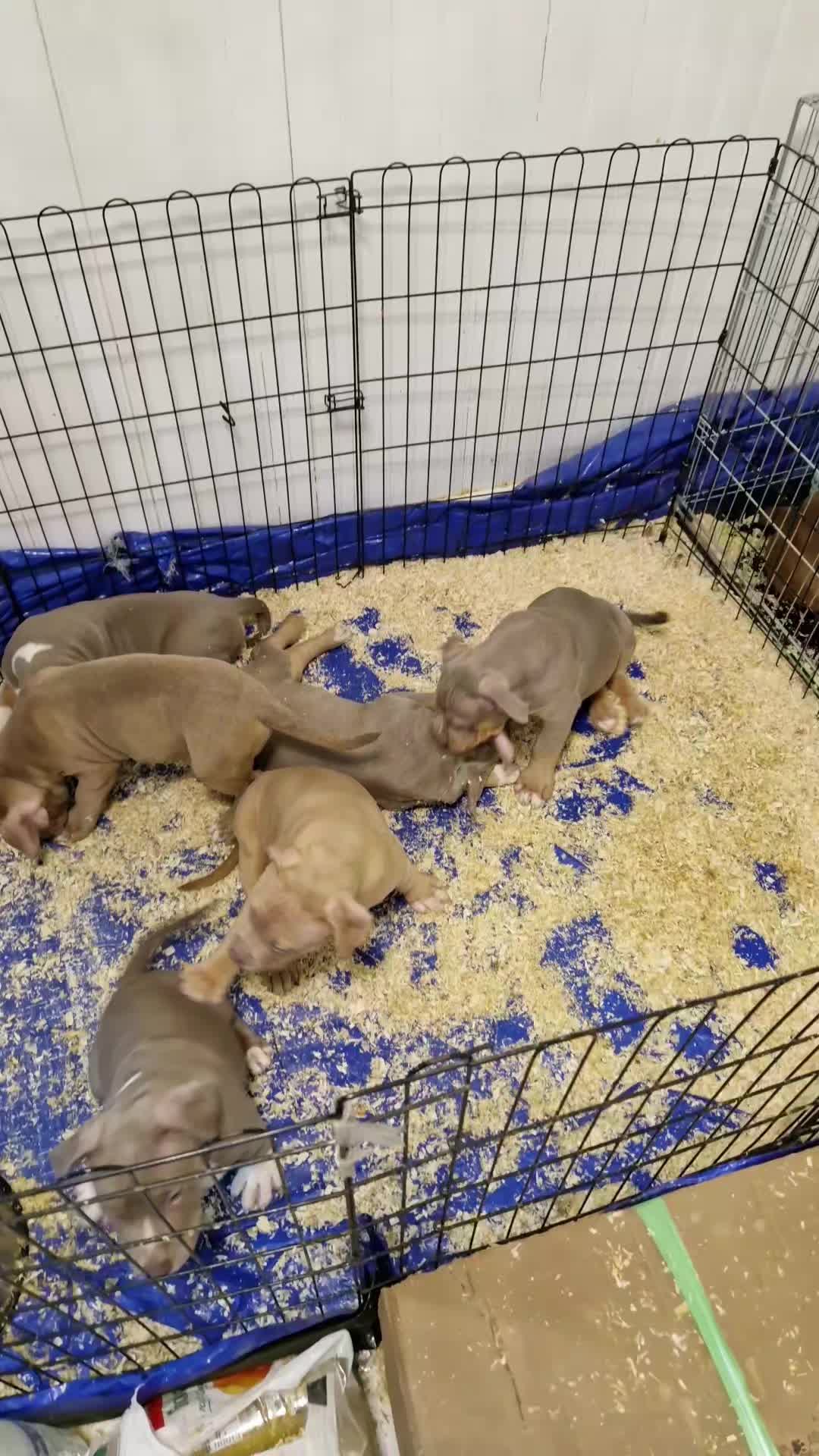 @Baby'sNala