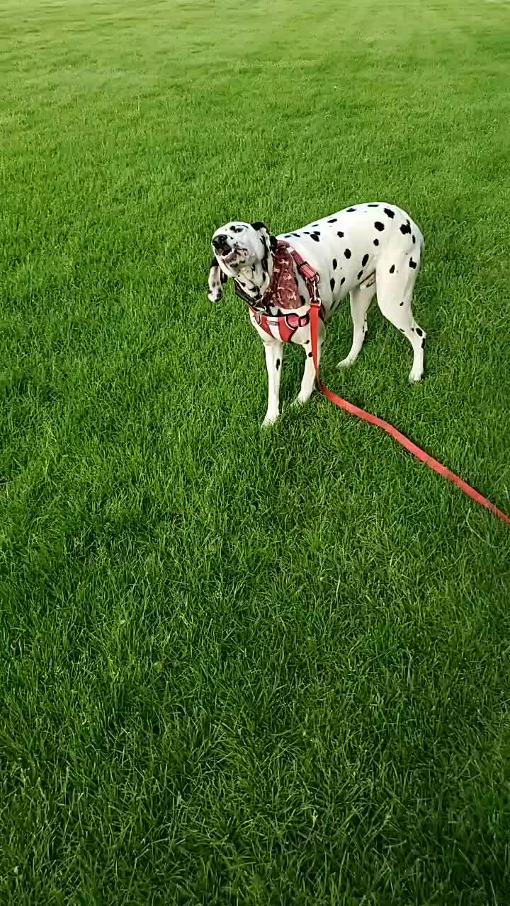 @leslie.hutchings99