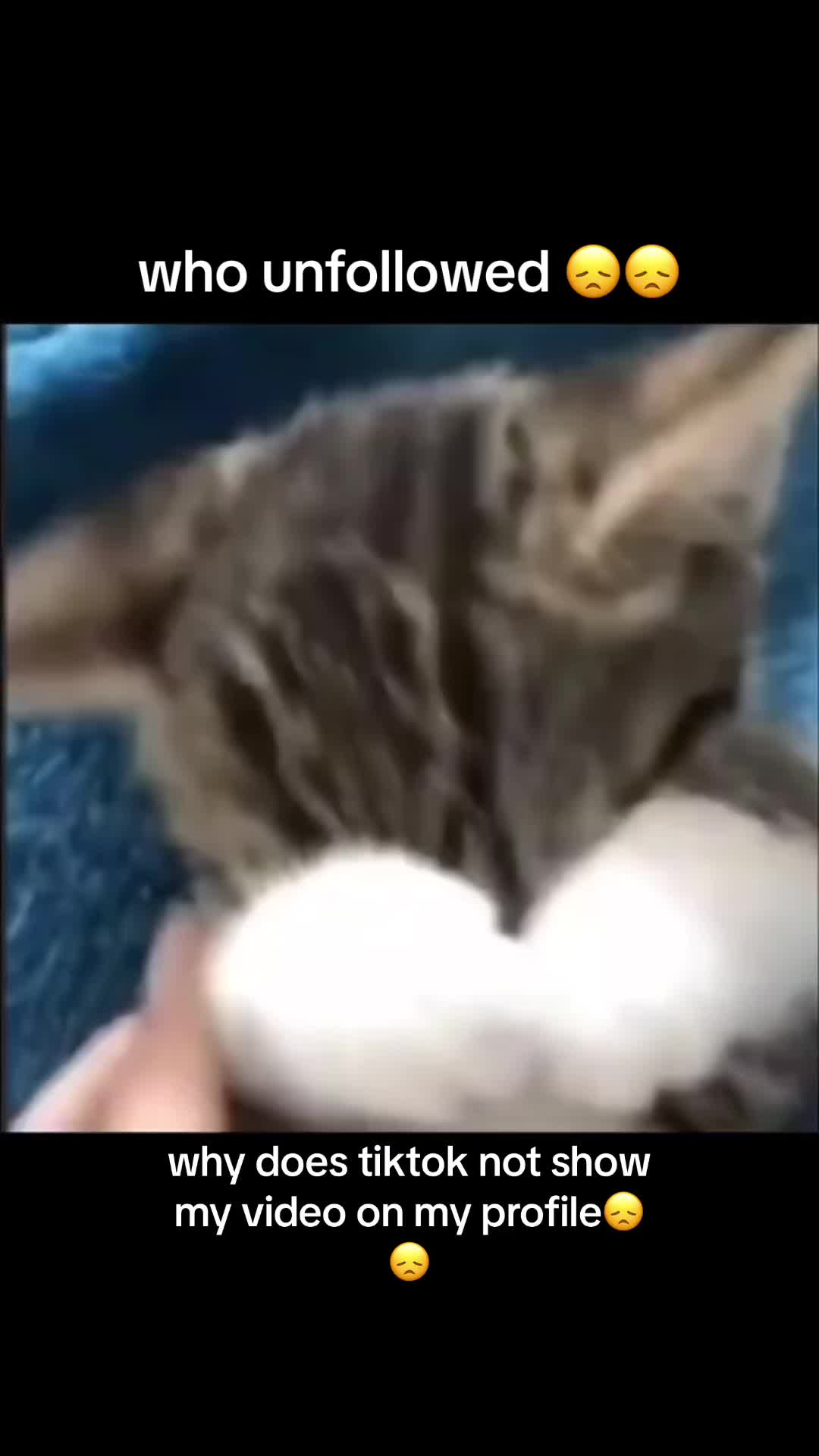 @🐈&zwj;⬛