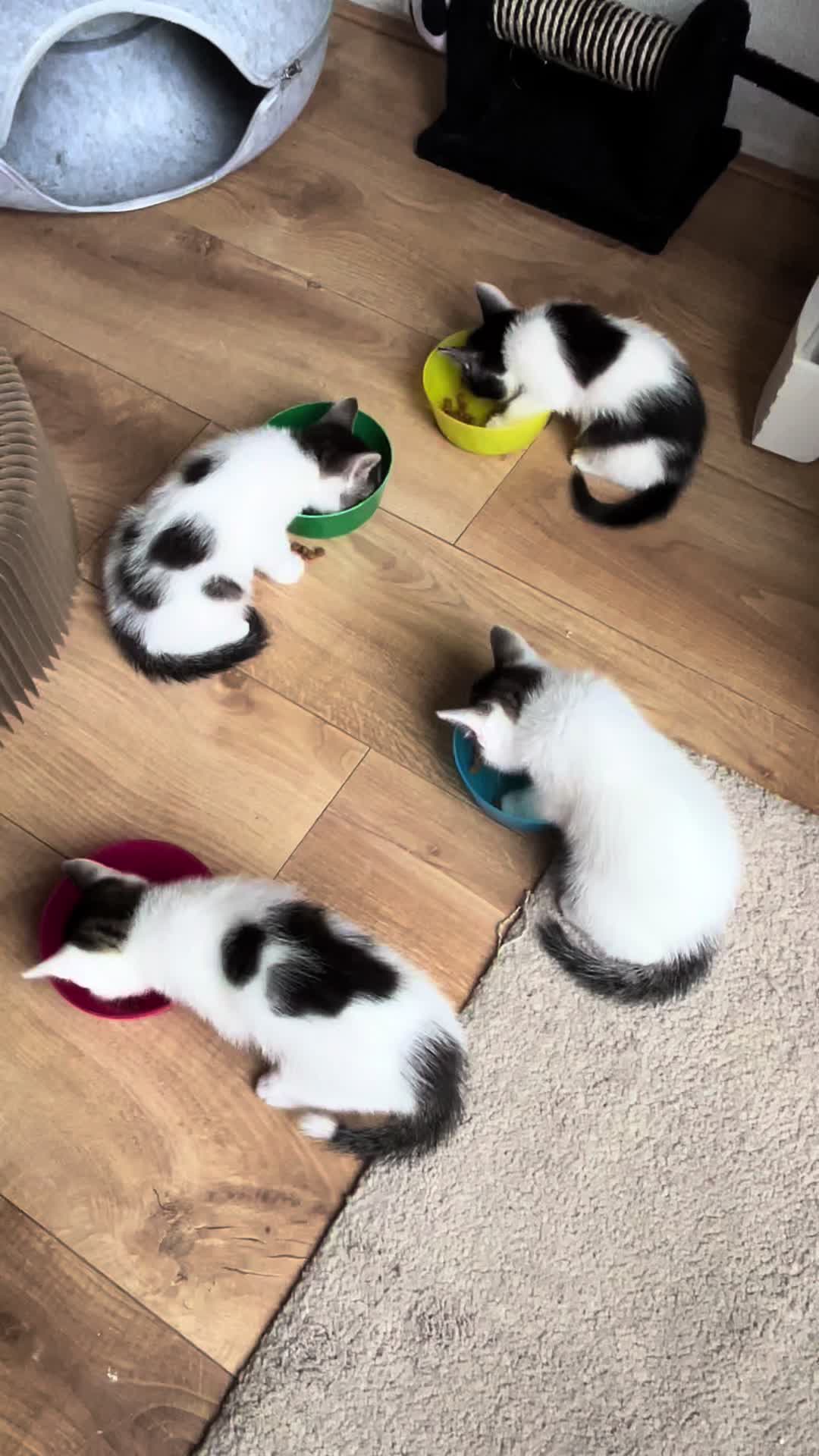 @Tootie The Cat
