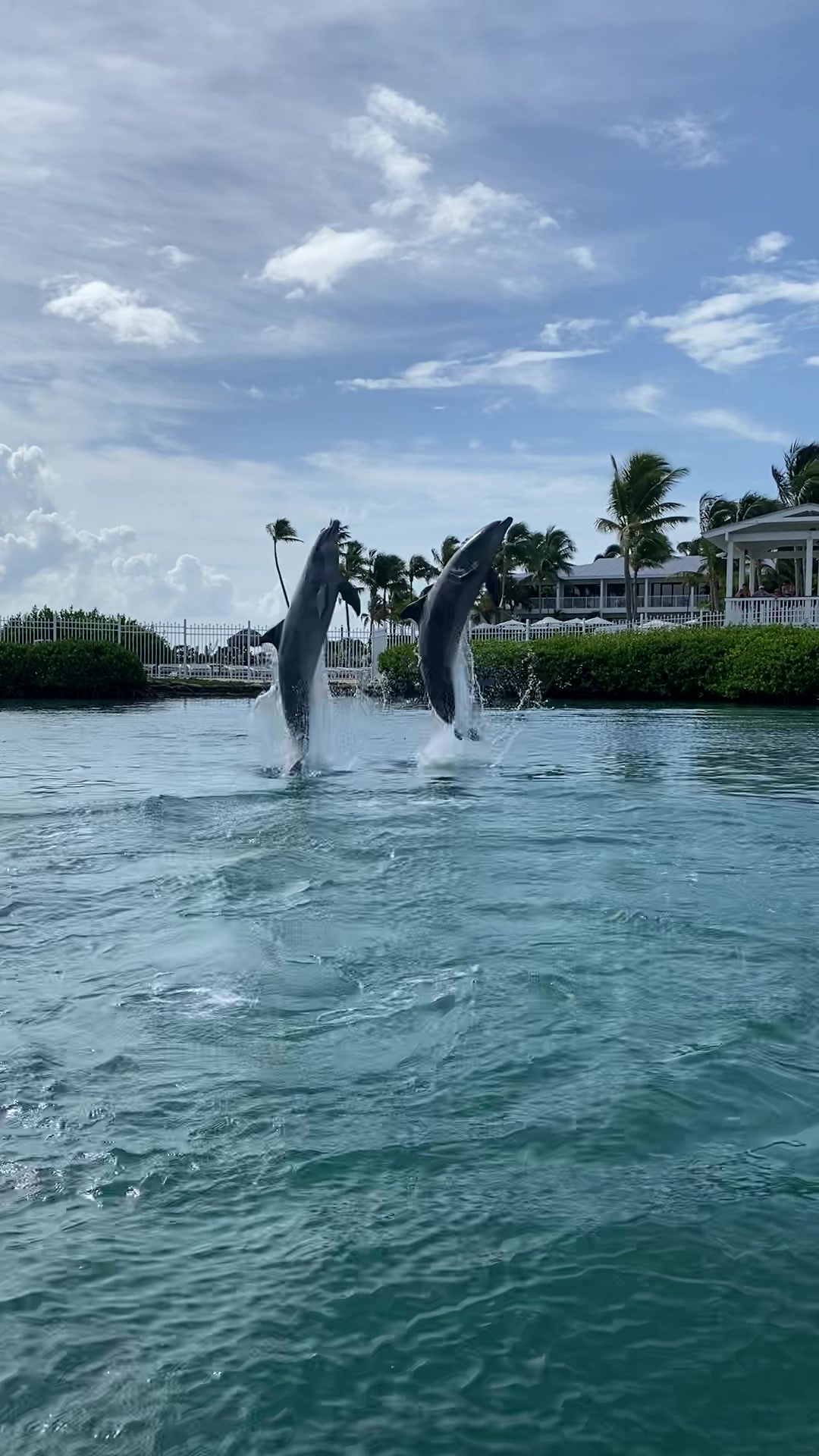 @dolphinconnection