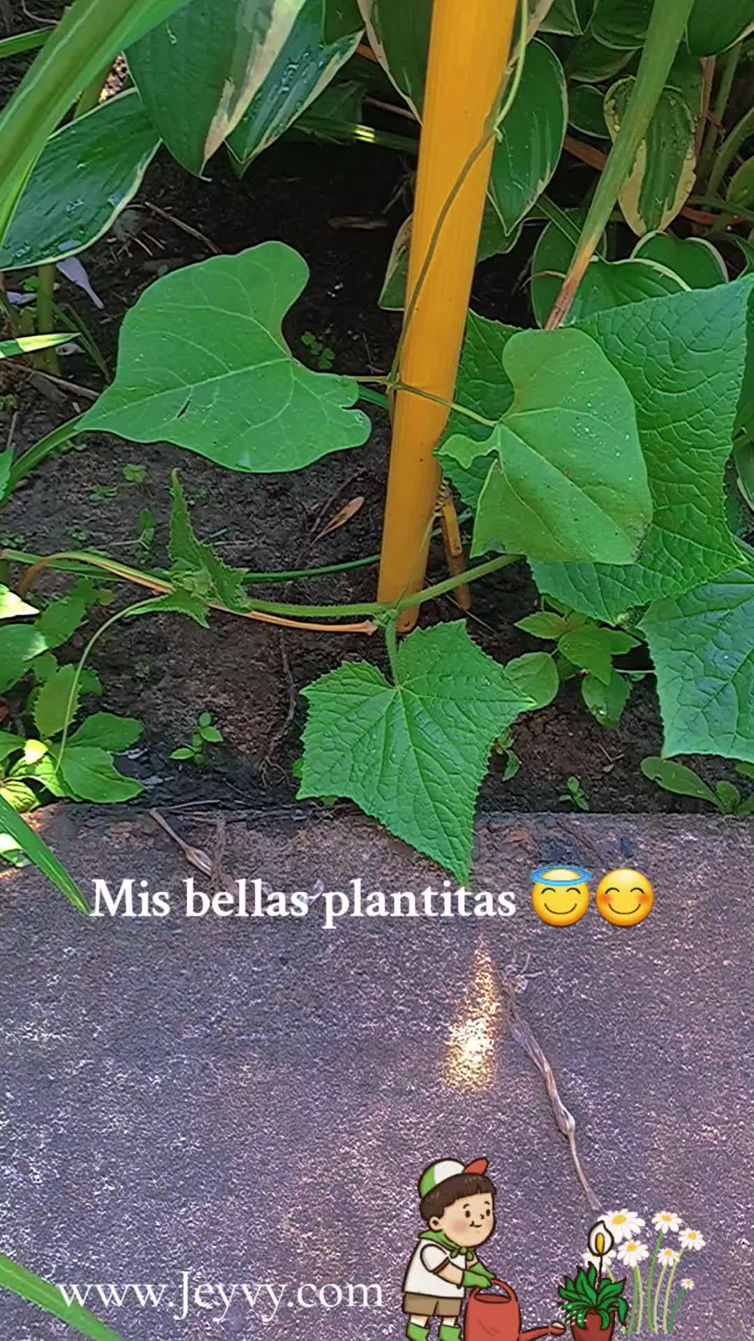 @jeyvyvelez