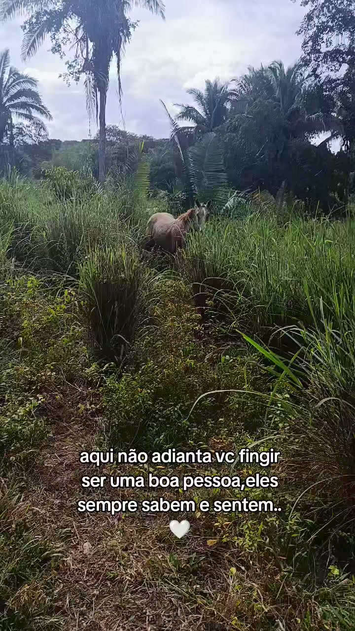 @Barbalho