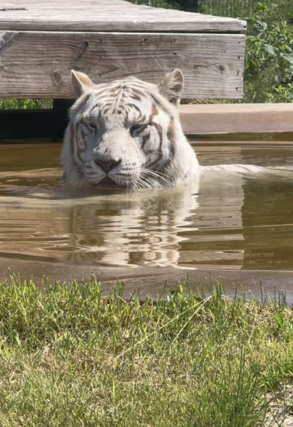 @The Wildcat Sanctuary