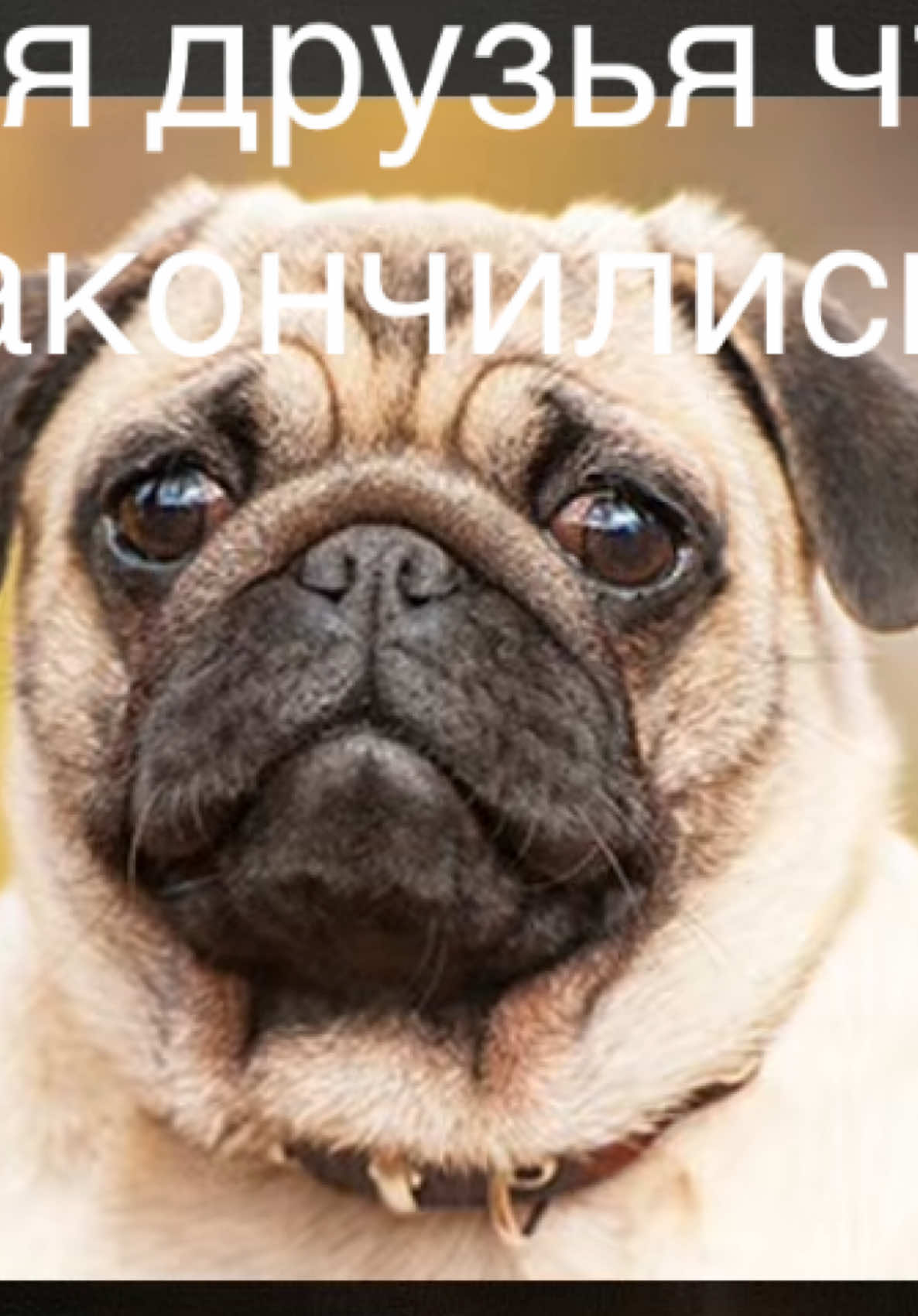 @hogdog