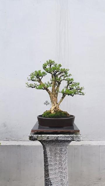 @Bonsai Mungil