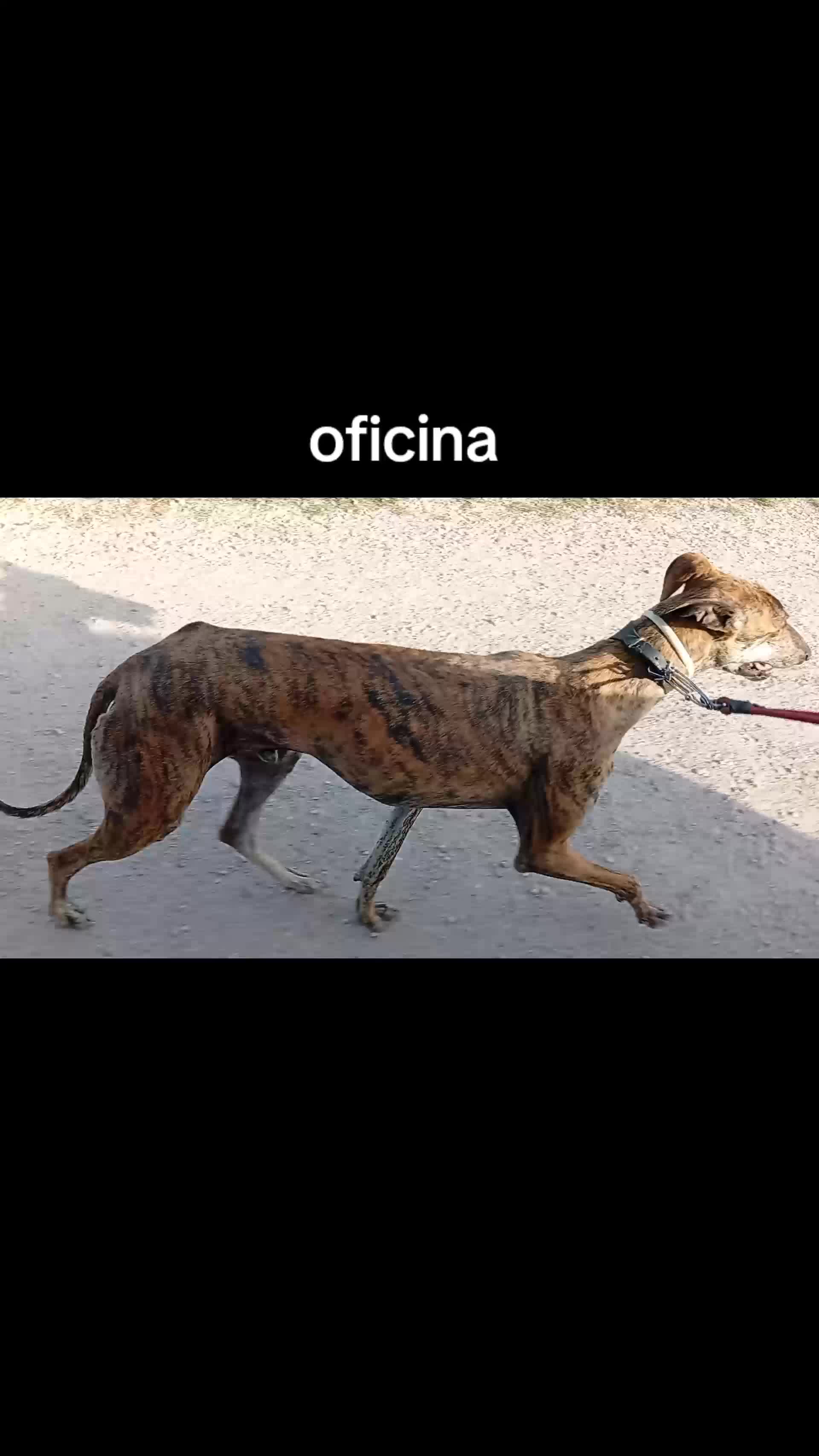@cocodrilo