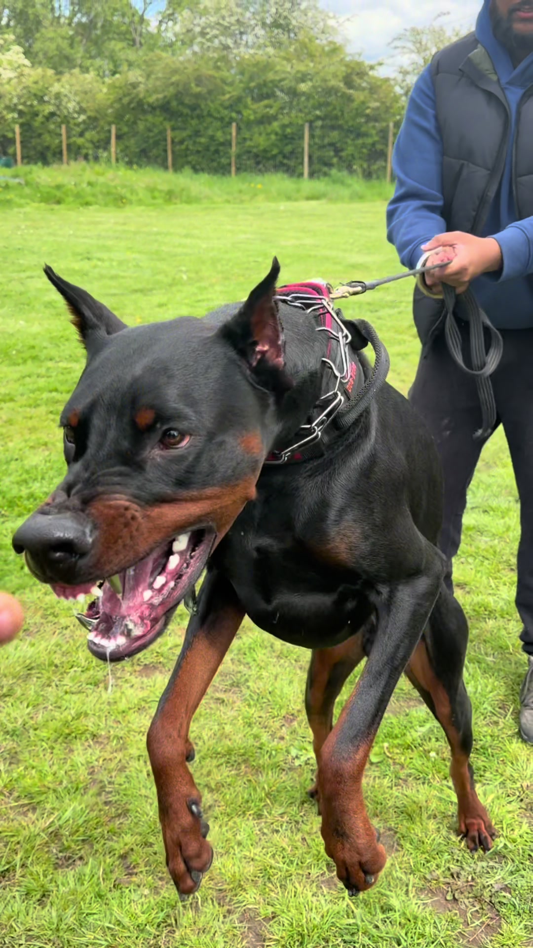 @protectiondobermanns