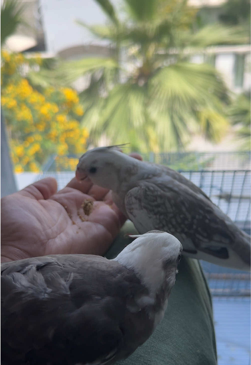 @Hamad Almutawa
