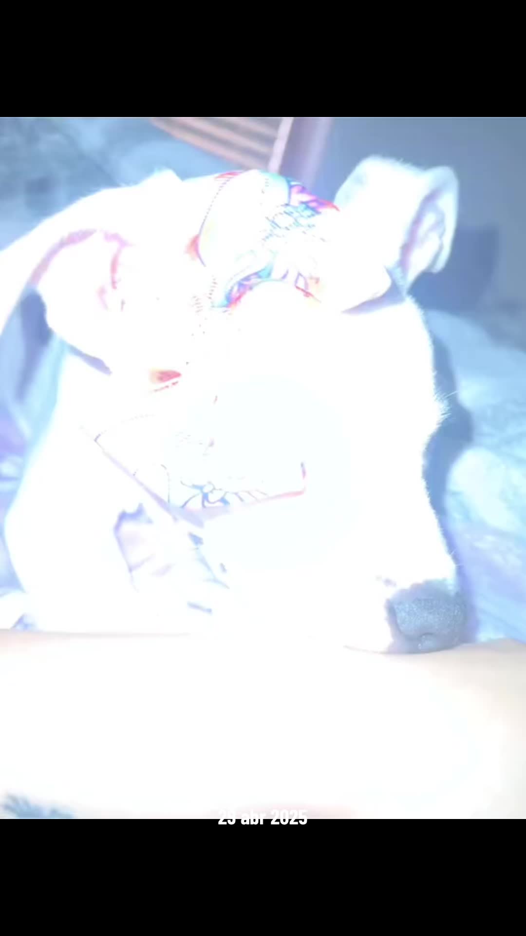 @👼🏻🪽.