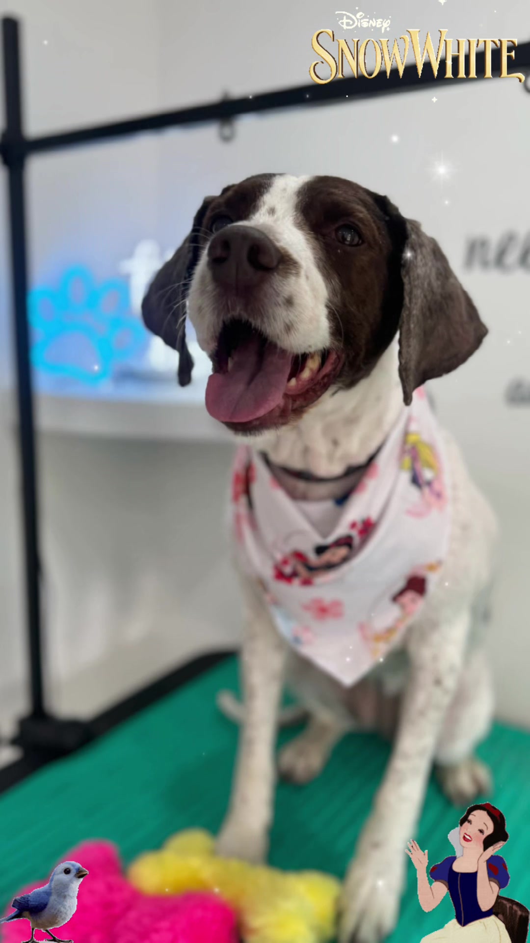 @PamperedPaws