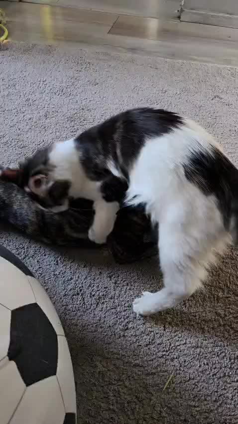 @Gentle Nature's Maine Coon