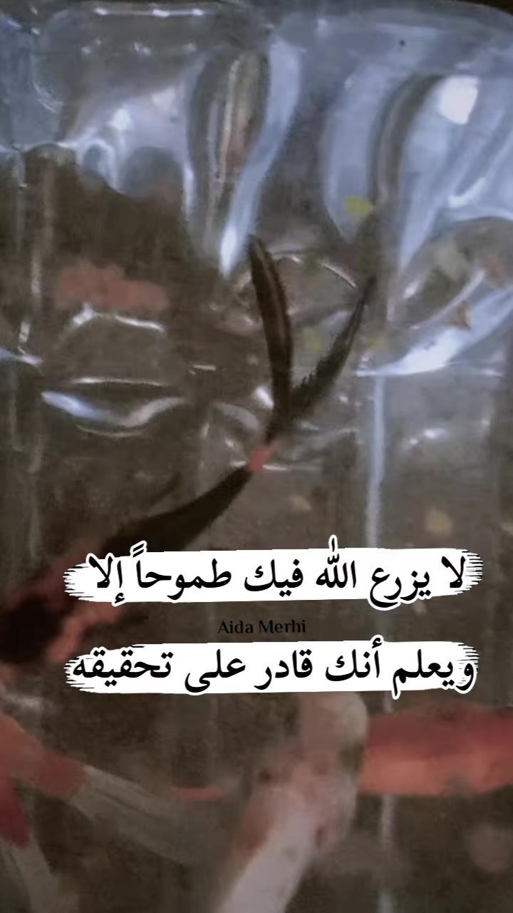 @𝒜𝒾𝒹𝒶