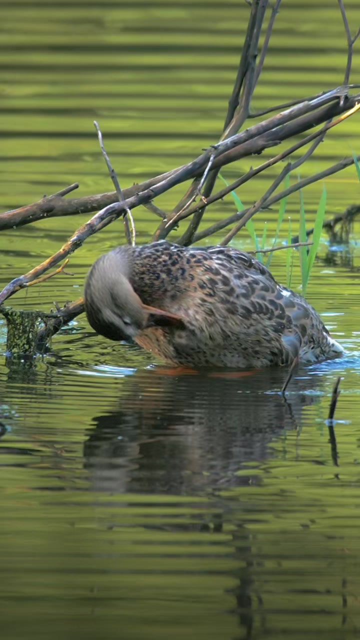 @🦅🦭 SnAvEWild 🦊 🦆