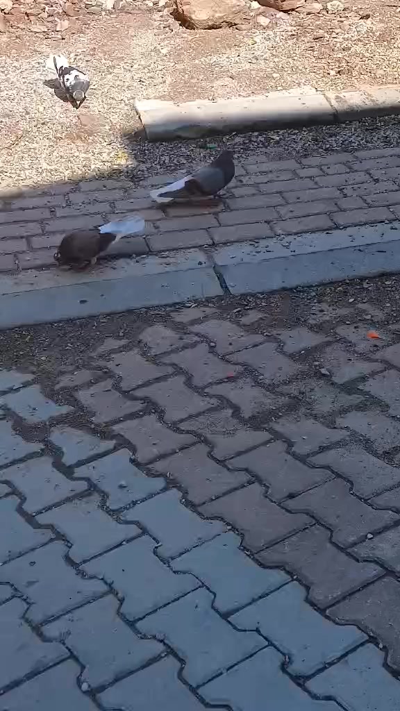 @Şahinci_ler