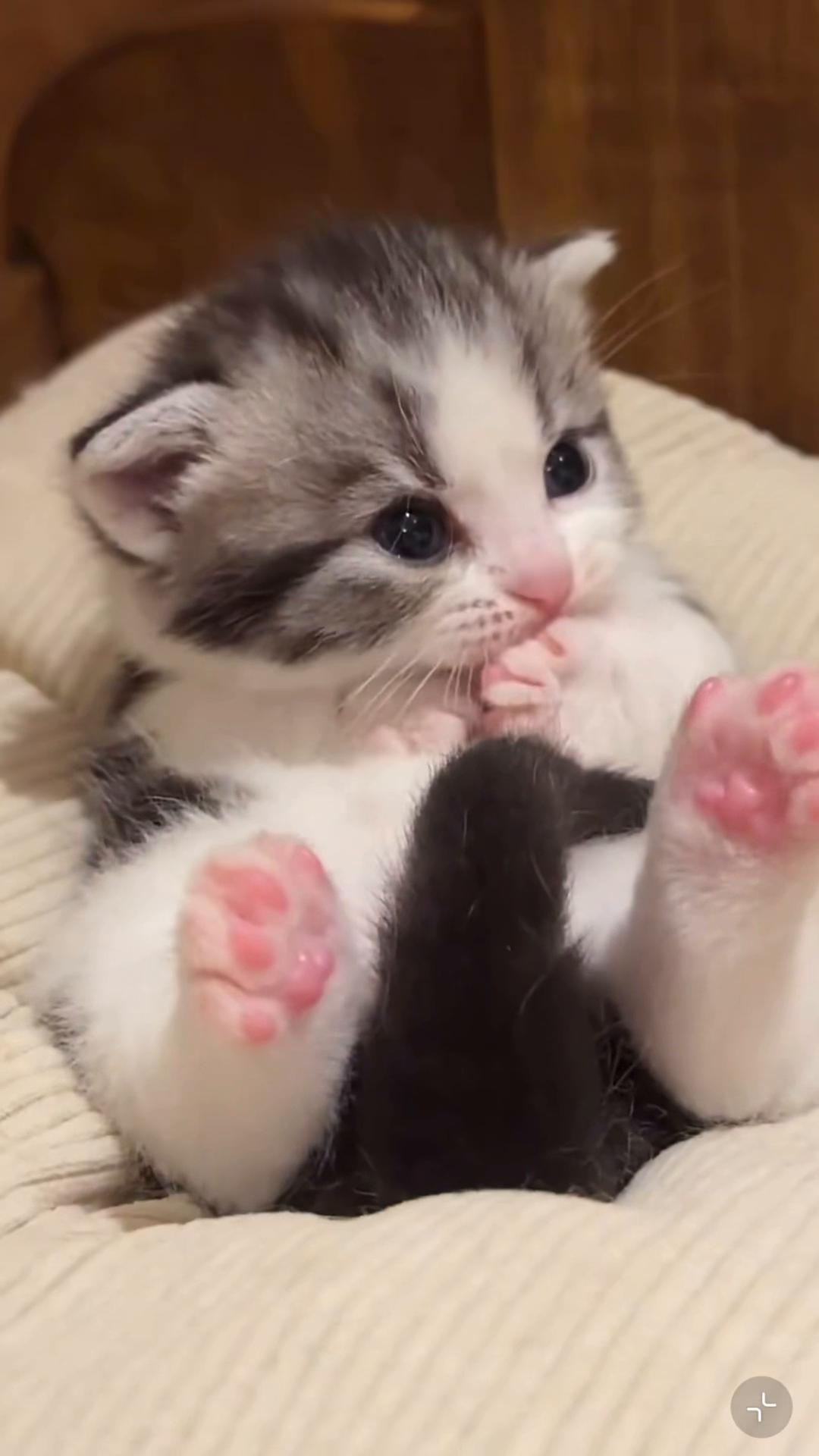 @My Daily Dose of Aww