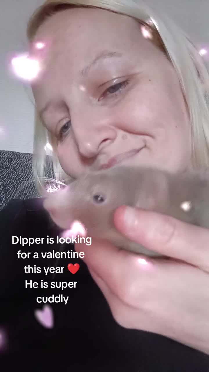 @thecuriousrats