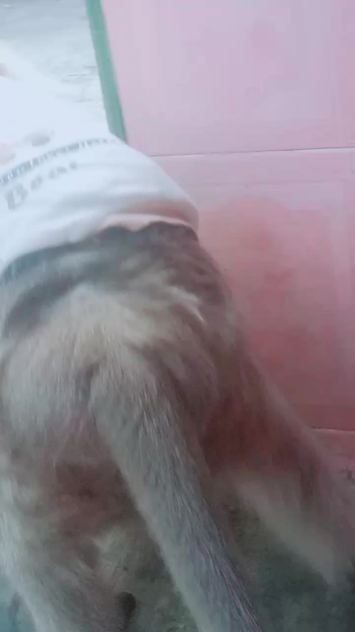 @SAHABAT SI MOMO
