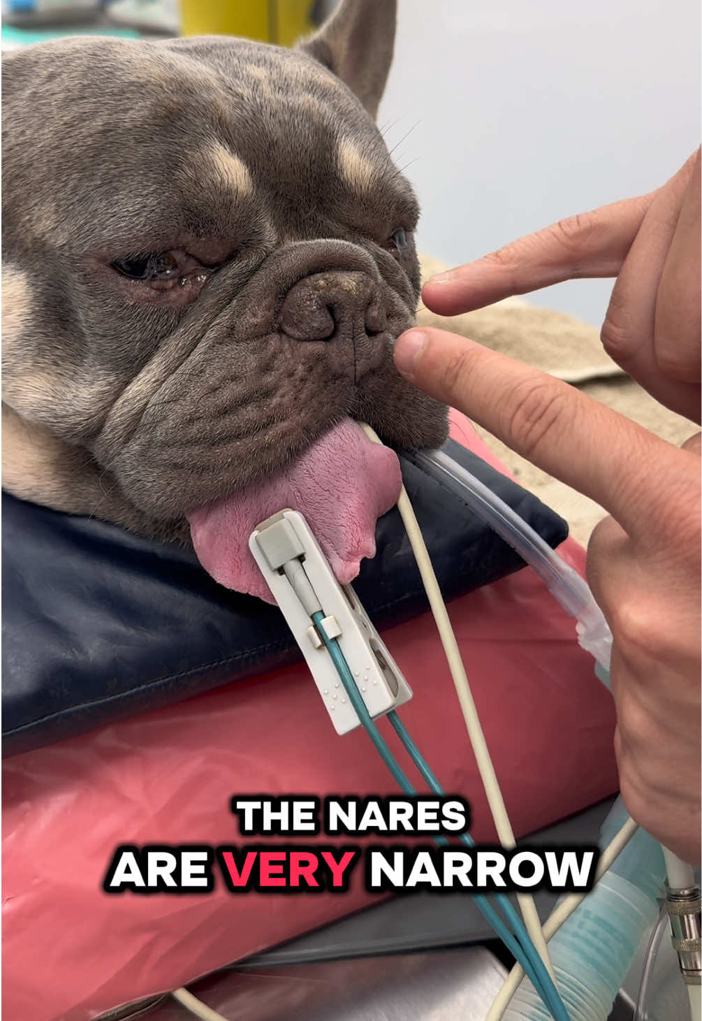 @Tomasthevet
