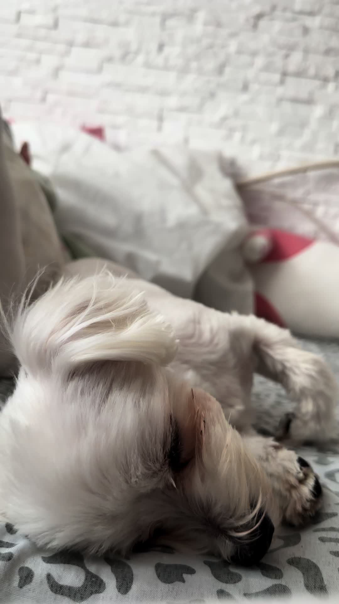 @P1 Zmora