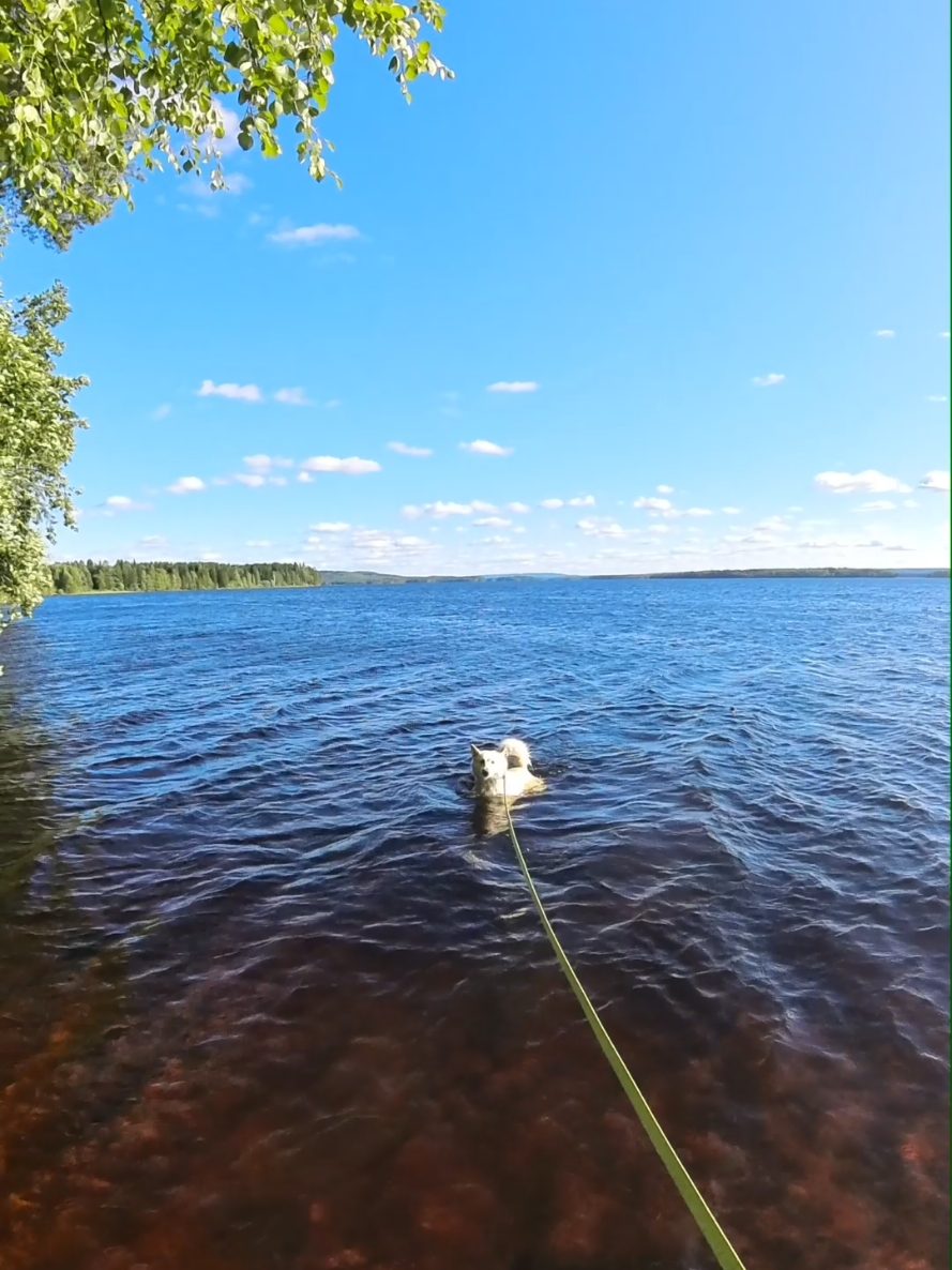@PawPrintLifestyle 🐾🇫🇮