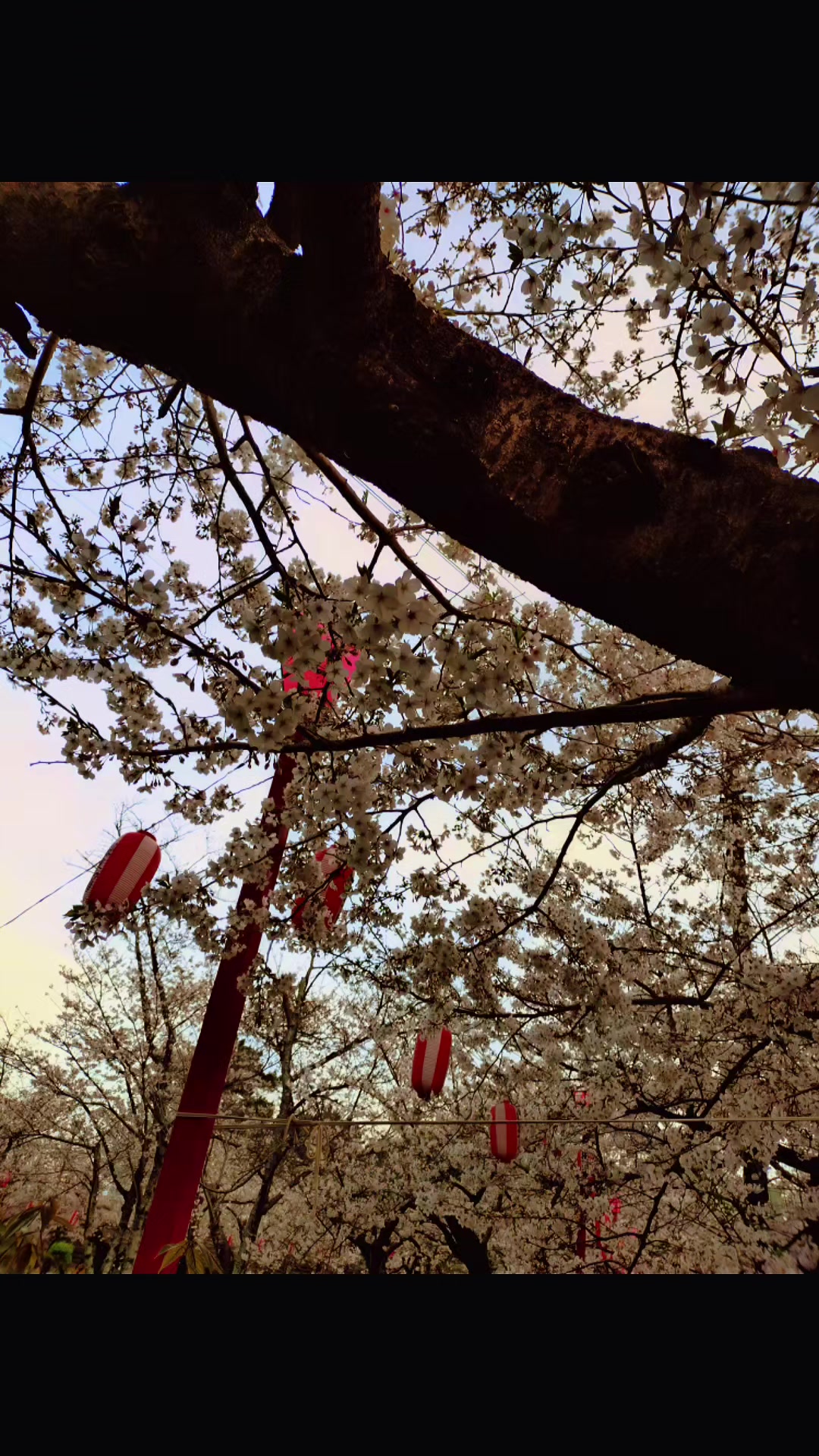 @🌸🇯🇵サカボン bon-bon 🍬