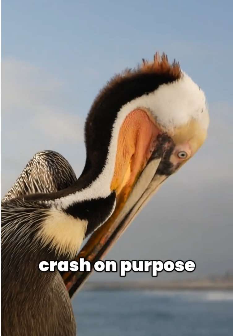 @thebirdlens