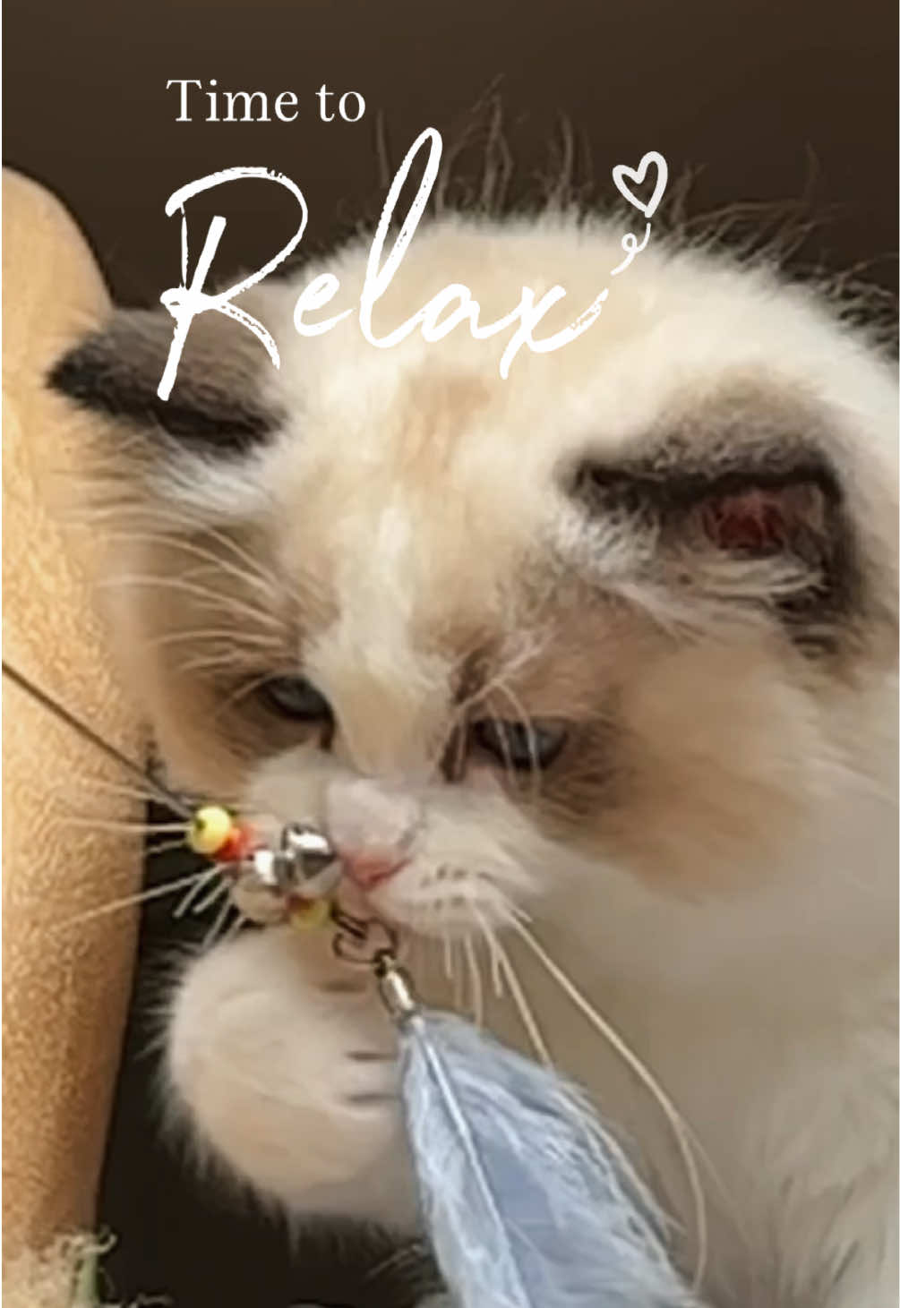 @My Epic Ragdoll