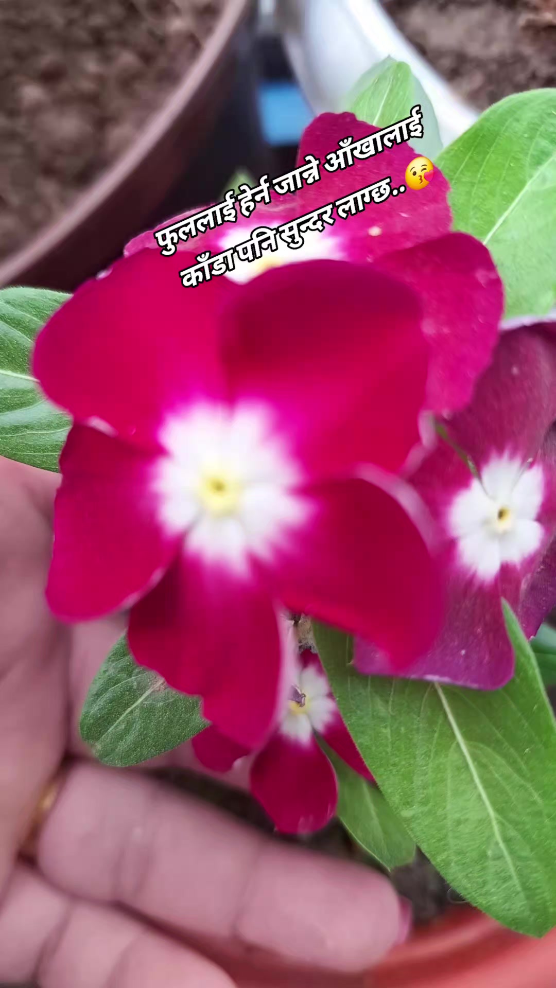 @तारा दर्लामी राना