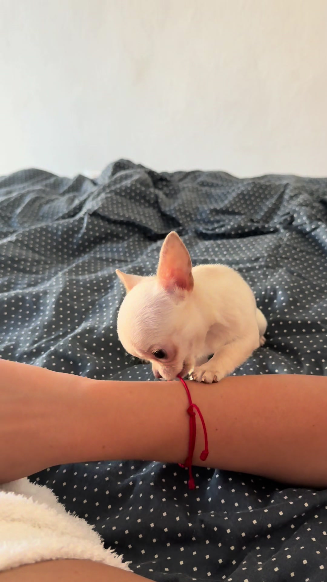 @teacupchihuahua