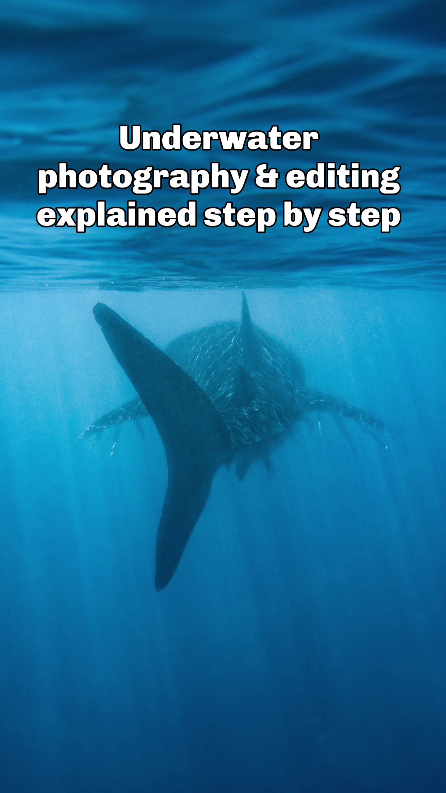 @Gillian Shark