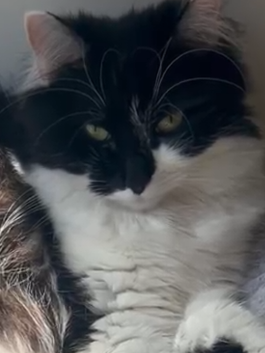 @2catlife