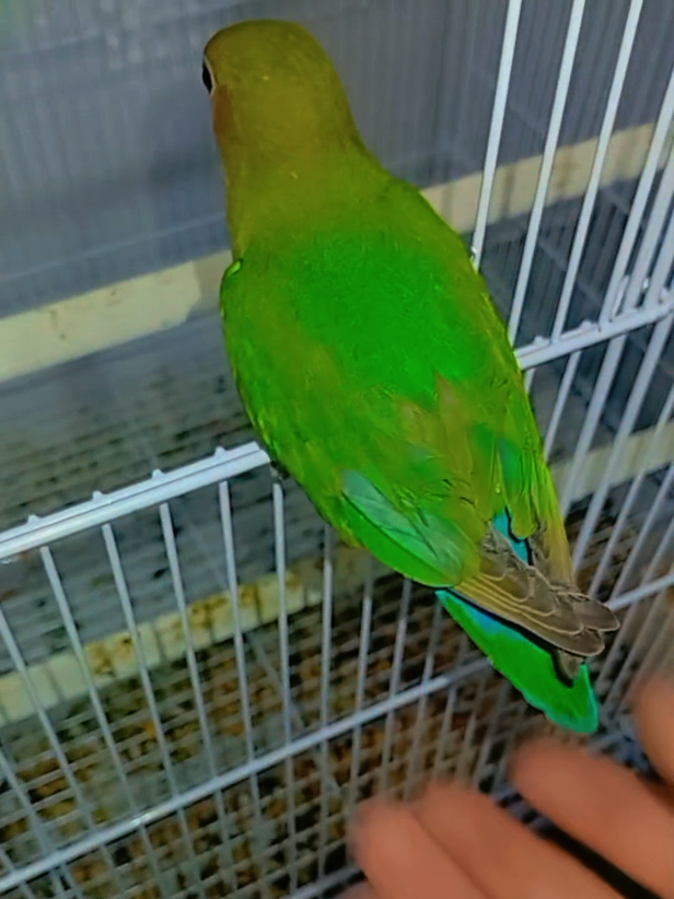 @Թութակներ🦜🐕🦺🐇