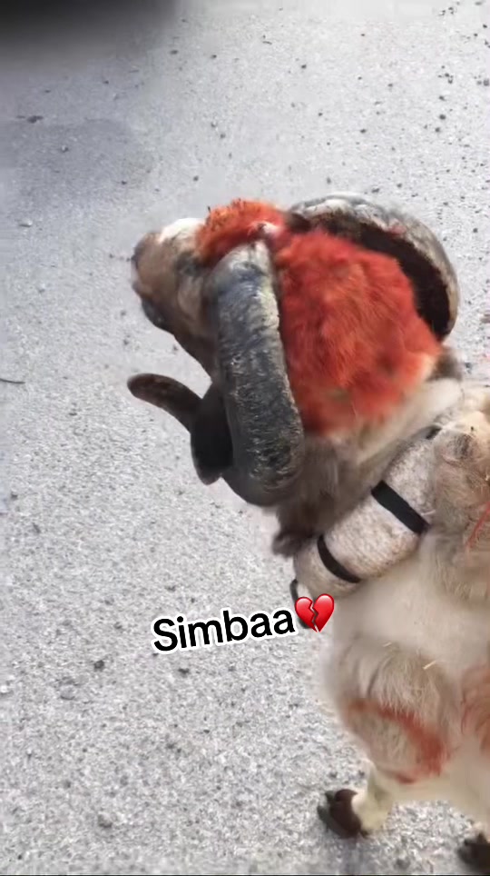 @Simbaa๐ฅ๐