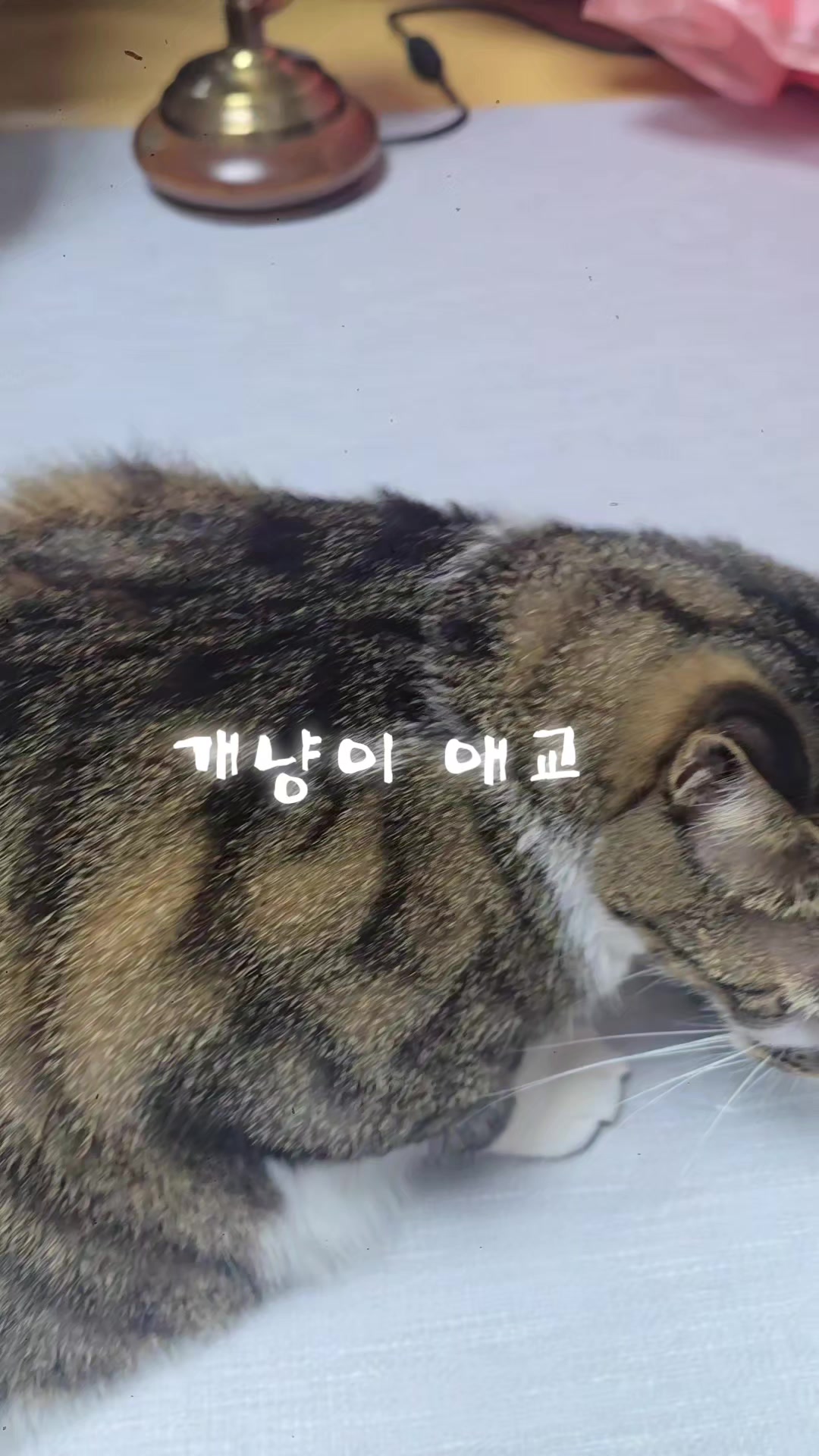 @재롬이와 재코
