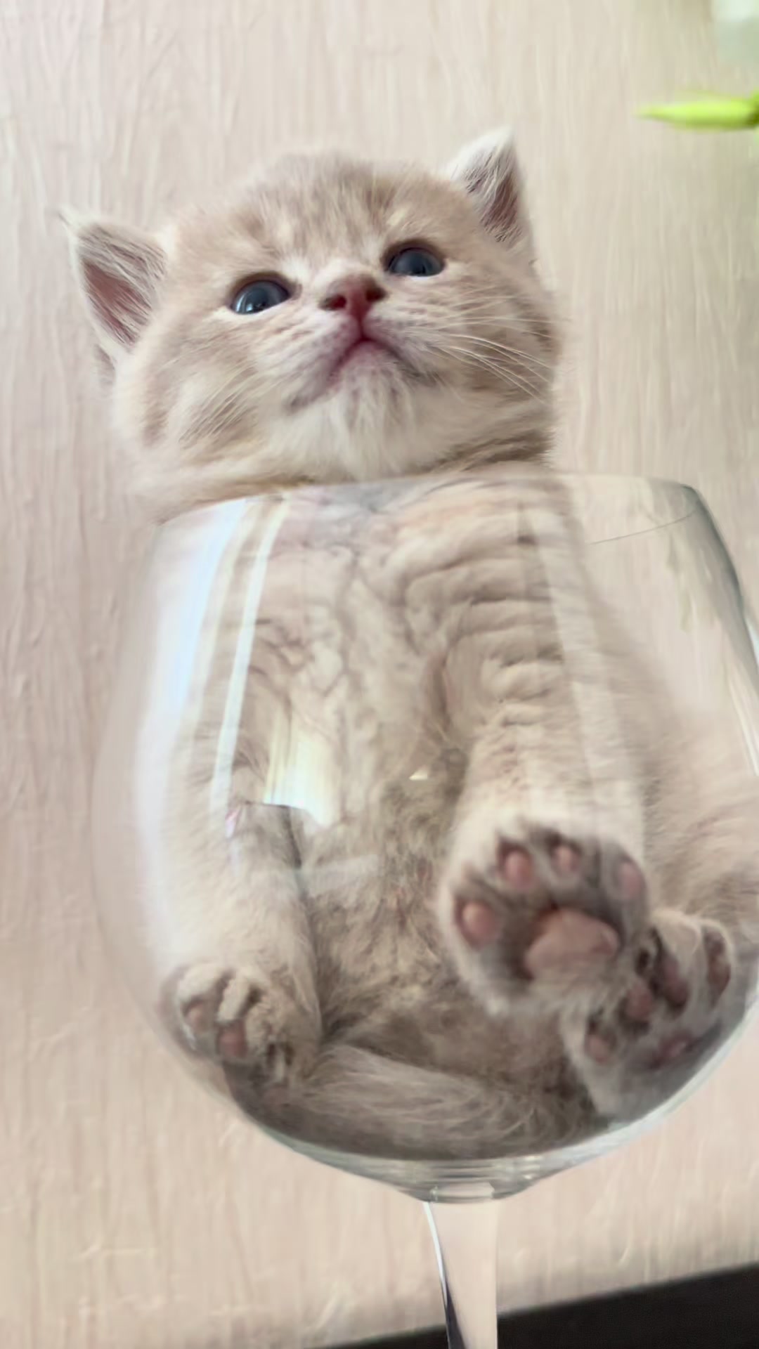 @cat.sheri.kittens