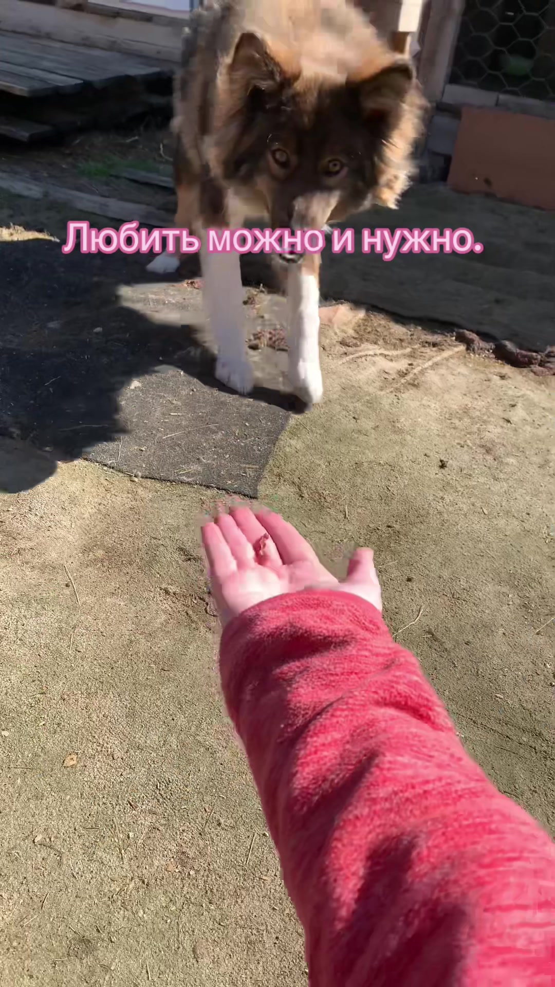 @Ульяна о собаках