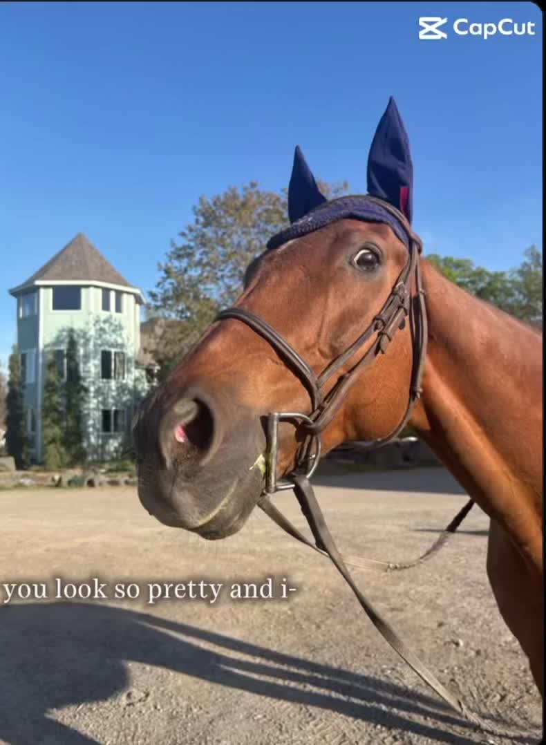 @keriashorse_spammmm