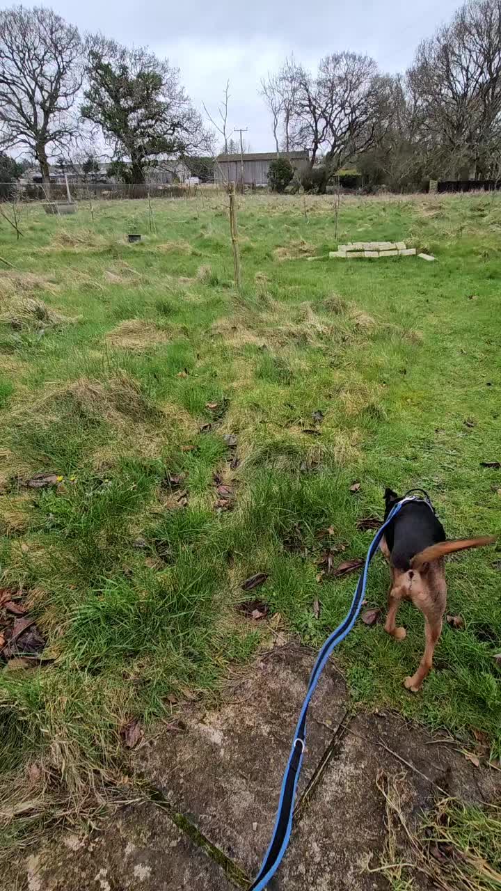 @Paw By Paw Dog Training