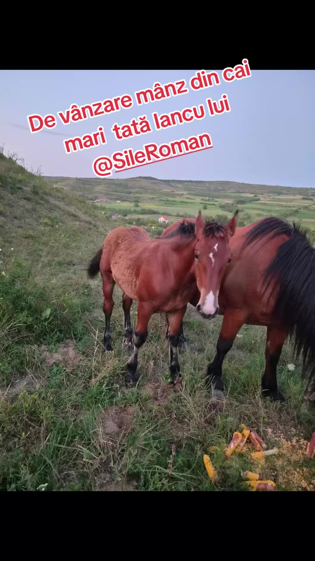 @Ionut Tatar
